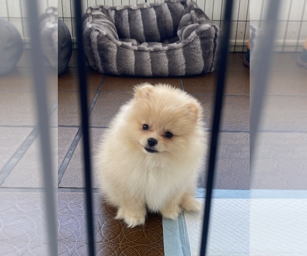 Medium Photo #5 Pomeranian Puppy For Sale in HUNTINGTON BEACH, CA, USA
