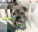 Small #3 Bulldog
