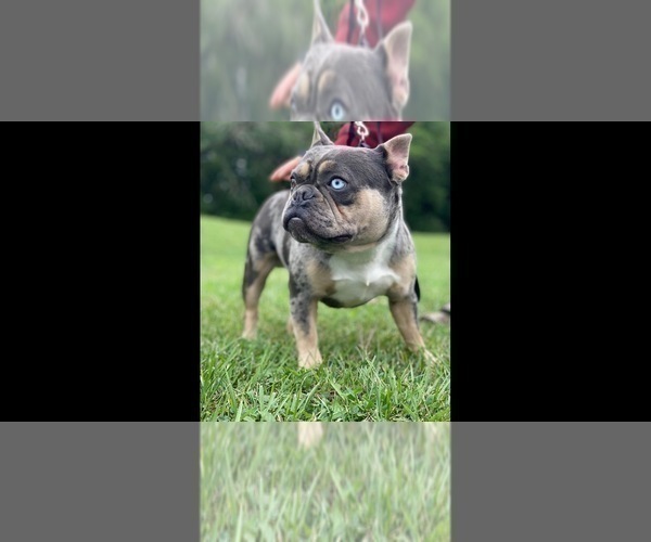 Medium Photo #1 French Bulldog Puppy For Sale in PITTSBURGH, PA, USA