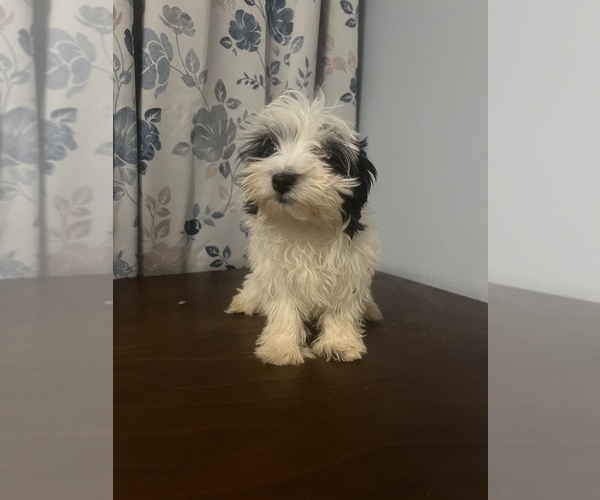 Medium Photo #6 Havanese Puppy For Sale in DURHAM, CT, USA
