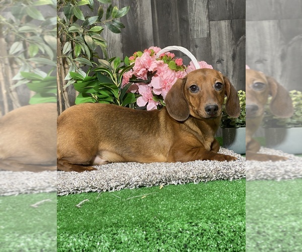 Medium Photo #3 Dachshund Puppy For Sale in CANOGA, NY, USA