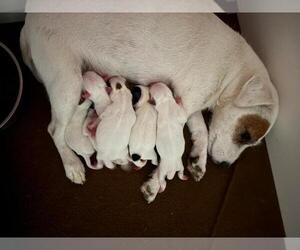 Jack Russell Terrier Puppy for Sale in QUEEN CREEK, Arizona USA