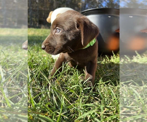 Medium Photo #5 Labrador Retriever Puppy For Sale in NEOLA, WV, USA