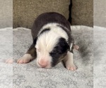 Small Photo #78 Australian Shepherd Puppy For Sale in SALISBURY, NC, USA