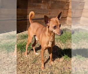 Chihuahua-Unknown Mix Dogs for adoption in Plano, TX, USA