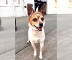 Small #6 Jack Chi