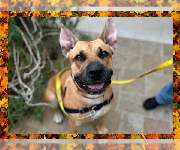 Medium Photo #7 American Pit Bull Terrier-Unknown Mix Puppy For Sale in Ojai, CA, USA