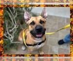 Small #6 American Pit Bull Terrier Mix