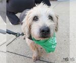 Small #5 Wheaten Terrier Mix
