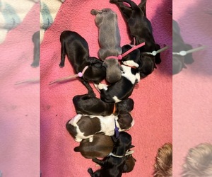 Shih Tzu Puppy for Sale in BERKELEY SPRINGS, West Virginia USA