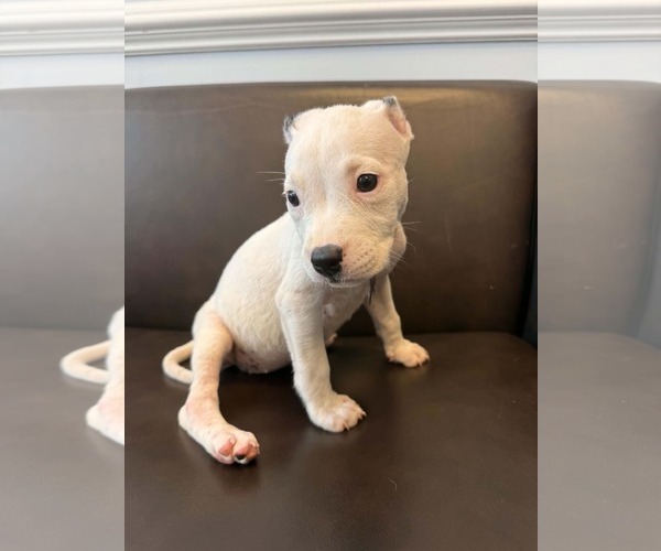Medium Photo #2 American Staffordshire Terrier-Unknown Mix Puppy For Sale in Holly Springs, NC, USA