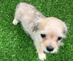 Small #5 Chiweenie