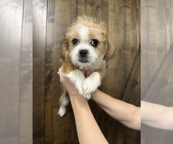 Medium Photo #4 Shih Tzu-Unknown Mix Puppy For Sale in Chico, CA, USA
