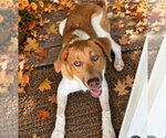 Small Photo #2 Beagle-Unknown Mix Puppy For Sale in Westminster, MD, USA