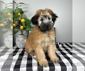 Soft Coated Wheaten Terrier Puppy for sale in FRANKLIN, IN, USA