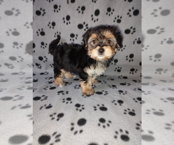 Medium Photo #4 Morkie Puppy For Sale in LAPEER, MI, USA