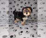 Small #3 Morkie