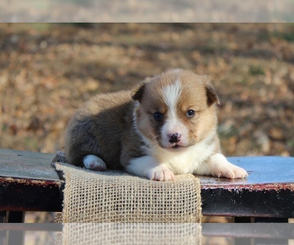 Medium Photo #2 Pembroke Welsh Corgi Puppy For Sale in BLUFORD, IL, USA
