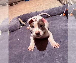 Mutt Dogs for adoption in Plainfield, IL, USA