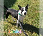 Small #1 American Staffordshire Terrier Mix