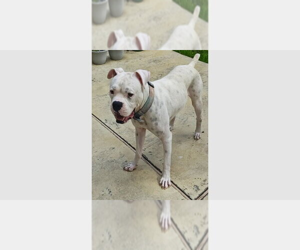 Medium Photo #1 Boxer Puppy For Sale in Austin, TX, USA