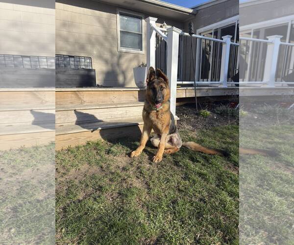 Medium Photo #1 German Shepherd Dog Puppy For Sale in Woodbury, NY, USA