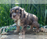 Small #2 Cocker Spaniel