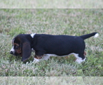 Small Photo #47 Basset Hound Puppy For Sale in MEMPHIS, MO, USA