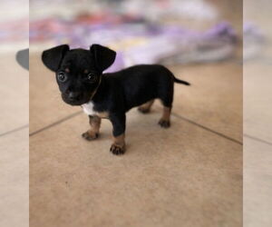 Dachshund Dogs for adoption in Menifee, CA, USA