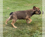 Small #3 French Bulldog