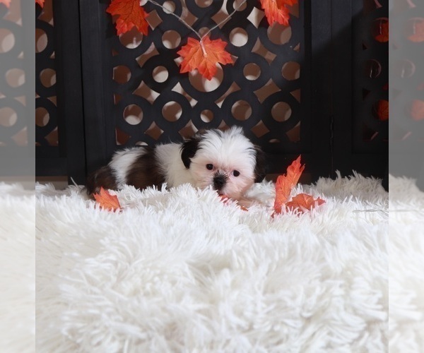 Medium Photo #4 Shih Tzu Puppy For Sale in MOUNT VERNON, OH, USA