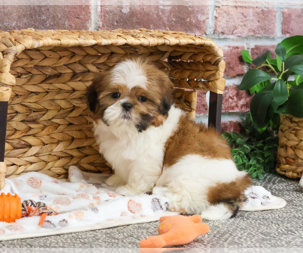 Medium Photo #9 Shih Tzu Puppy For Sale in SYRACUSE, IN, USA