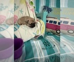 Small #9 French Bulldog