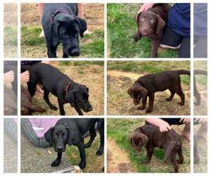 Labrador Retriever Puppy for Sale in OLYMPIA, Washington USA