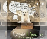 Puppy L Green female German Shepherd Dog