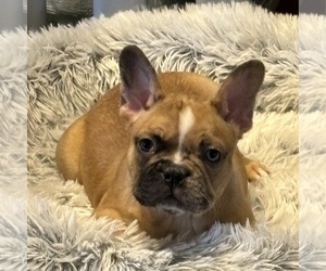 Faux Frenchbo Bulldog Puppy for sale in UNDERWOOD, IA, USA