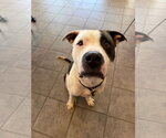 Small #3 American Bulldog Mix