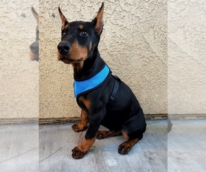 Doberman Pinscher Puppy for sale in PALMDALE, CA, USA