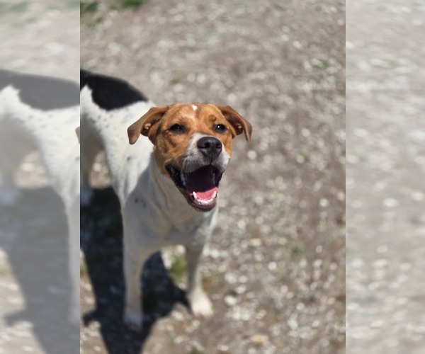 Medium Photo #1 Mutt Puppy For Sale in Crandall, GA, USA