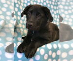 Small #15 German Shepherd Dog Mix