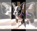 Small Photo #5 Faux Frenchbo Bulldog Puppy For Sale in SAN ANTONIO, TX, USA