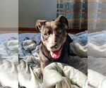Small #9 Weimaraner Mix