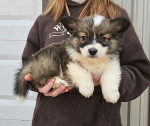 Pembroke Welsh Corgi Puppy for sale in MILTON, WI, USA