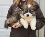Image preview for Ad Listing. Nickname: Teddy Bear
