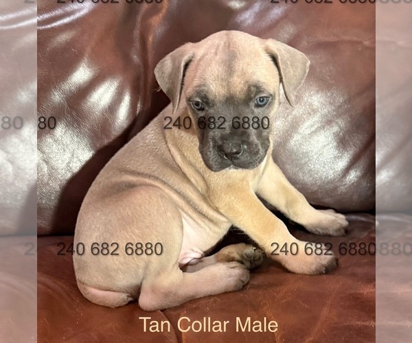 Medium Photo #1 Cane Corso Puppy For Sale in LA PLATA, MD, USA