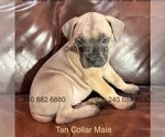 Puppy Tan Collar Male Cane Corso