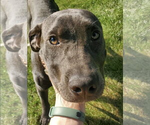 Mutt Dogs for adoption in Germantown, OH, USA