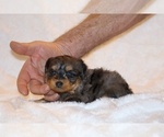 Small Photo #6 Poodle (Toy)-YorkiePoo Mix Puppy For Sale in DYERSBURG, TN, USA
