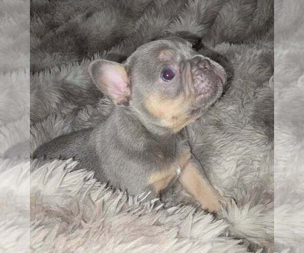 Medium Photo #1 French Bulldog Puppy For Sale in BOSTON, KY, USA