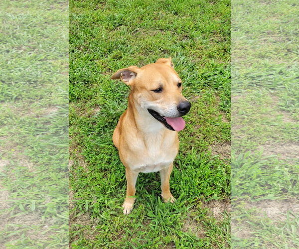 Medium Photo #2 Mutt Puppy For Sale in Redfield, AR, USA